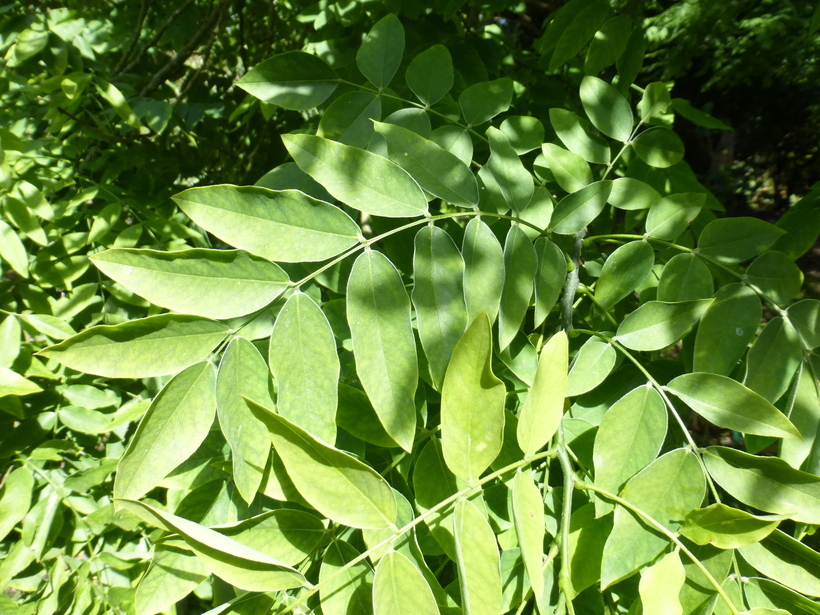 Слика од Styphnolobium japonicum (L.) Schott