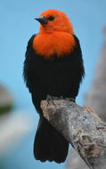 Image of Scarlet-headed Blackbird