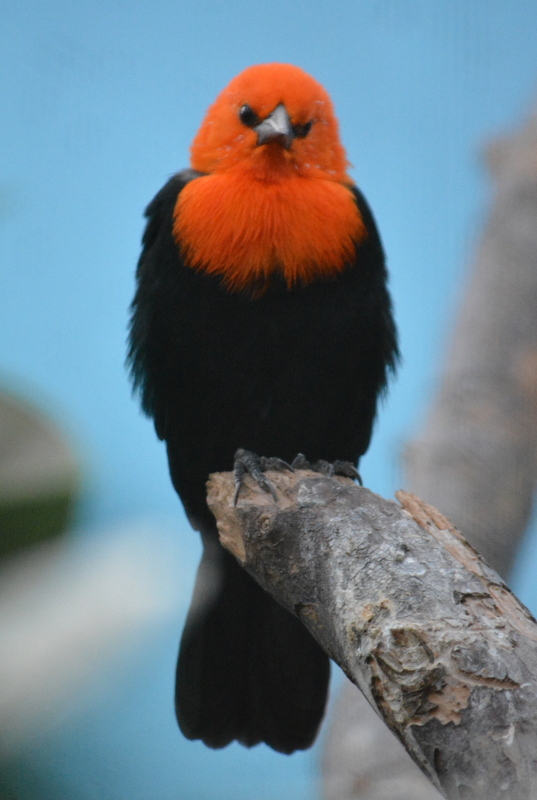 Image of Scarlet-headed Blackbird