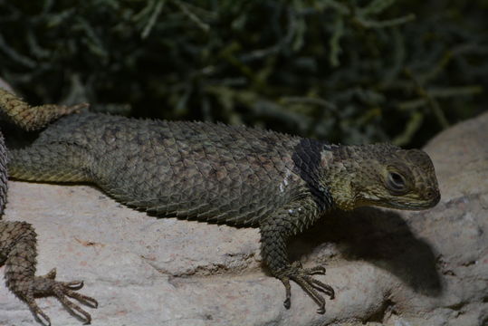 Image of Blue Spiny Lizard