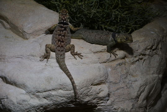 Image of Blue Spiny Lizard