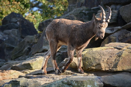 Image of Asiatic Ibex