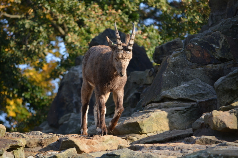 Image of Asiatic Ibex