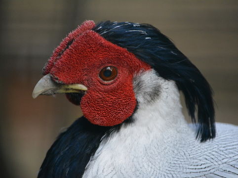 Image of Silver Pheasant