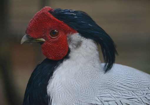 Image of Silver Pheasant