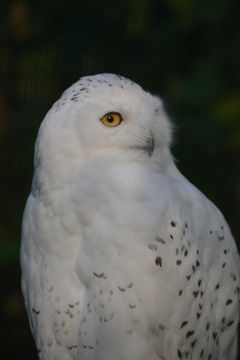 Imagem de Bubo scandiacus (Linnaeus 1758)