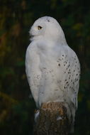 Image of Snowy Owl