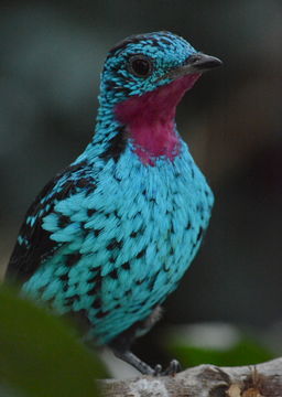 Image of Spangled Cotinga