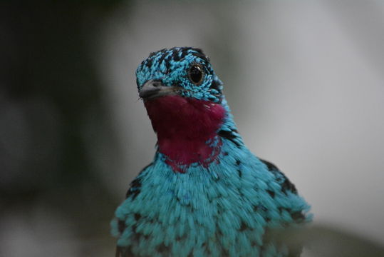 Image of Spangled Cotinga