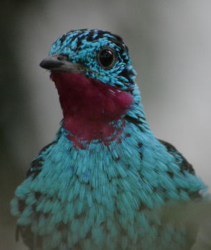 Image of Spangled Cotinga