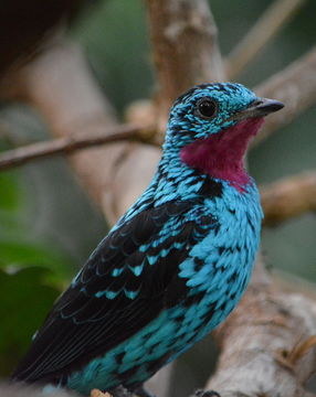 Image of Spangled Cotinga