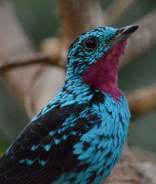 Image of Spangled Cotinga