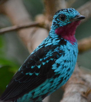 Image of Spangled Cotinga