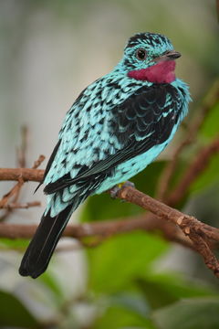 Image of Spangled Cotinga