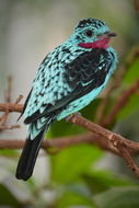 Image of Spangled Cotinga