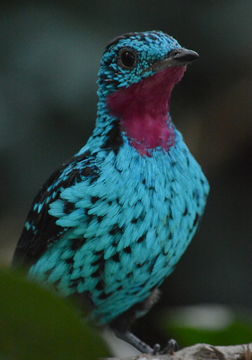 Image of Spangled Cotinga