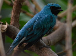 Image of Swallow Tanager