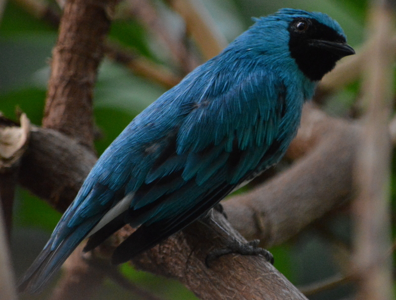 Image of Swallow Tanager