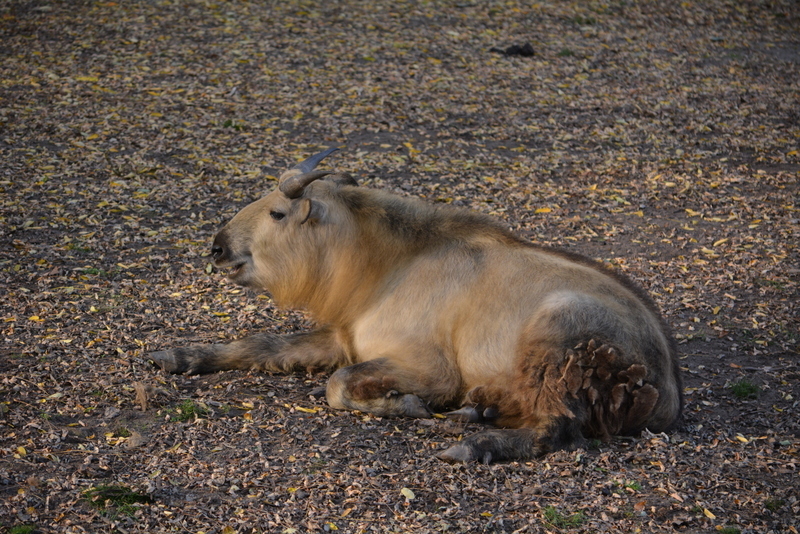 Image of Sichuan takin