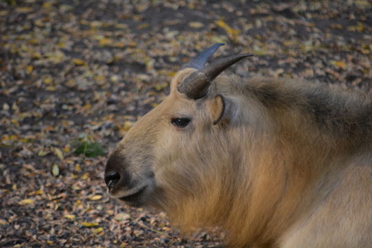 Image of Sichuan takin