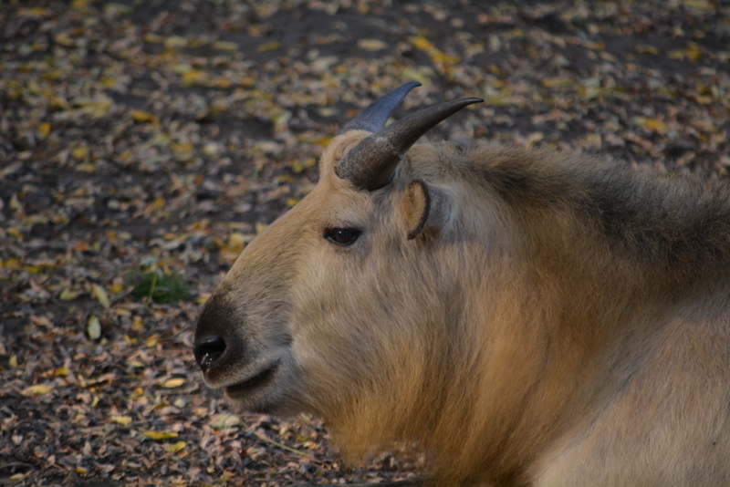 Image of Sichuan takin