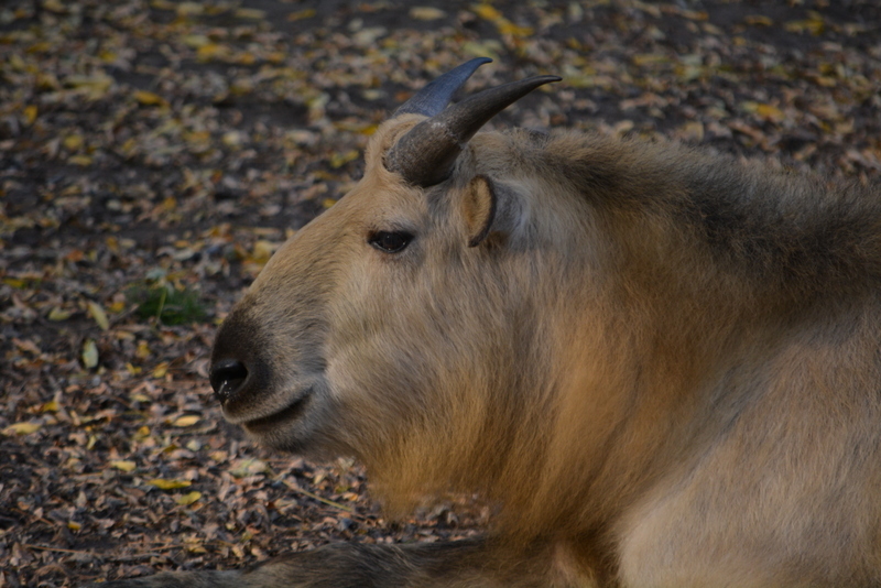 Image of Sichuan takin