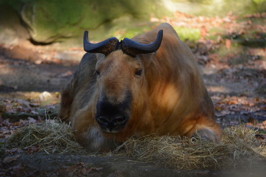 Image of Sichuan takin