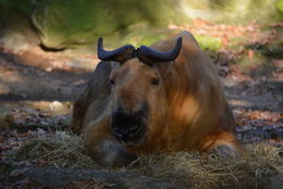 Image of Sichuan takin