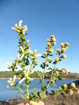 Imagem de Baccharis pilularis subsp. consanguinea (DC.) C. B. Wolf