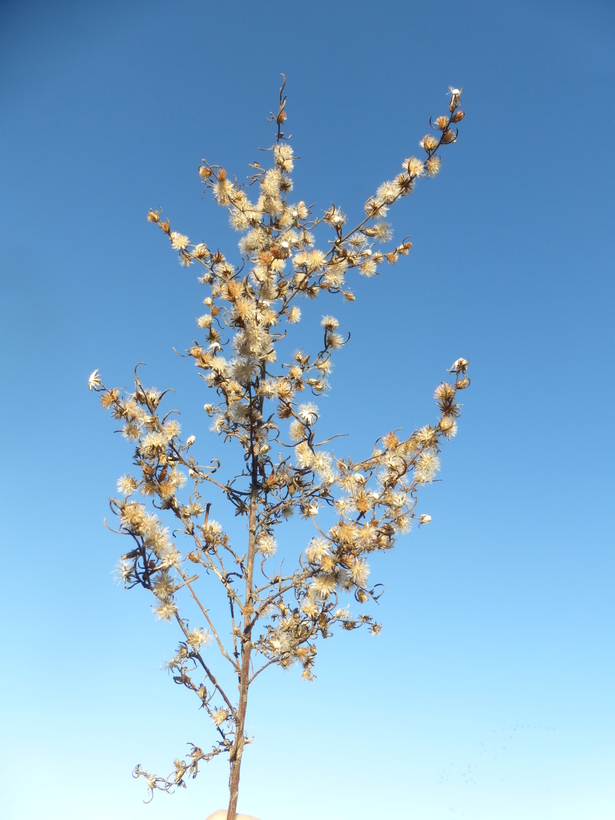 Image of stink aster