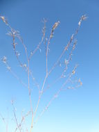 Image of tall annual willowherb