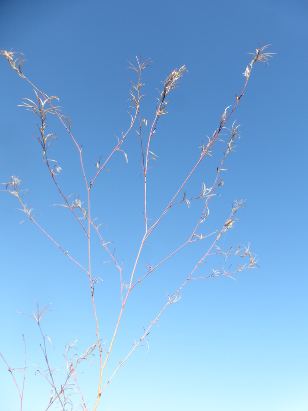 Image of tall annual willowherb