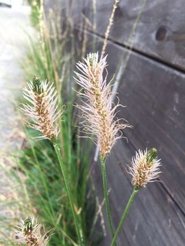 Image of Ribwort Plantain