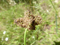 Image of Ribwort Plantain