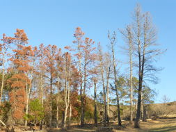 Image of Cedros Island Pine