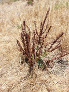 Rumex stenophyllus Ledeb. resmi