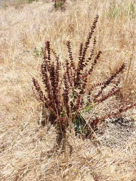 Imagem de Rumex stenophyllus Ledeb.