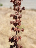 Rumex stenophyllus Ledeb. resmi