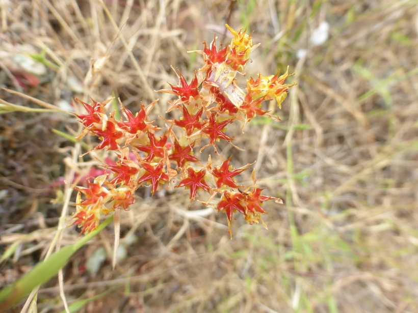 Image of broadleaf stonecrop