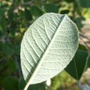 Image of Malacomeles nervosa (Decne.) G. N. Jones