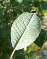 Image of Malacomeles nervosa (Decne.) G. N. Jones