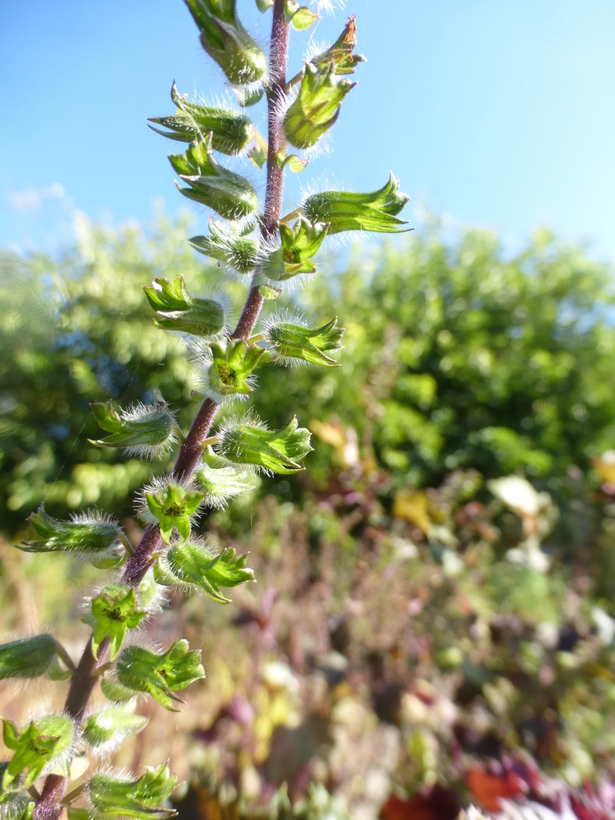 Imagem de Perilla frutescens (L.) Britton