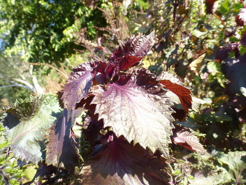 Imagem de Perilla frutescens (L.) Britton