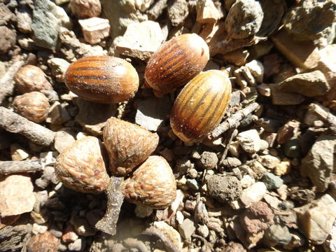 Image of Chisos red oak