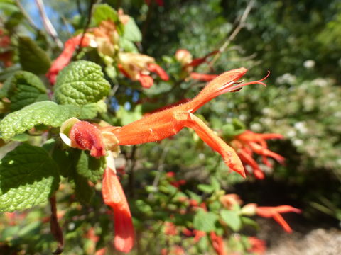 Imagem de Salvia regla Cav.