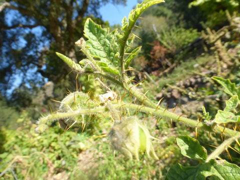 Image of sticky nightshade