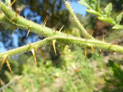 Plancia ëd Solanum sisymbriifolium Lam.