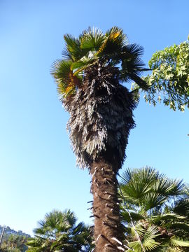 Image of Chinese windmill palm