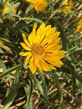 Image of California sunflower