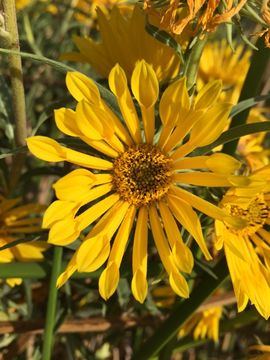 Image of California sunflower